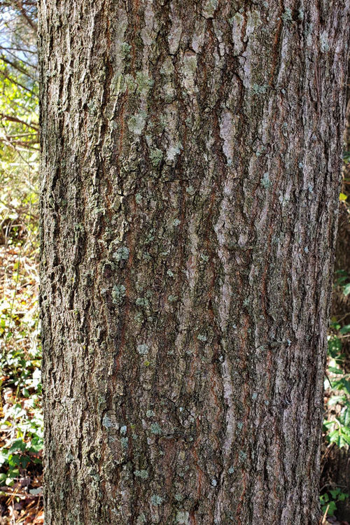  Water Oak Tree (Quercus Nigra) - 3 Gallon Pot