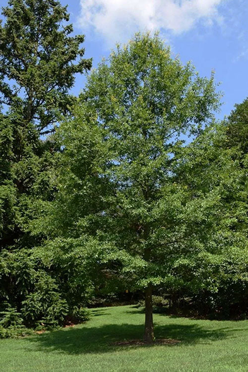  Water Oak Tree (Quercus Nigra) - 3 Gallon Pot