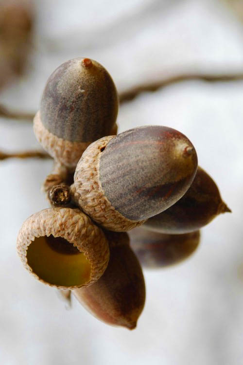  Nuttall Oak Tree (Quercus Nuttallii) - 3 Gallon Pot