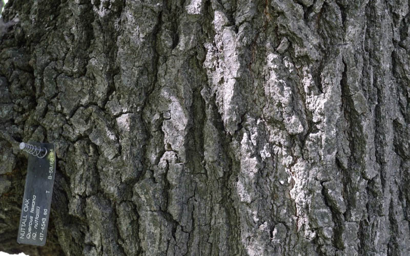  Nuttall Oak Tree (Quercus Nuttallii) - 3 Gallon Pot