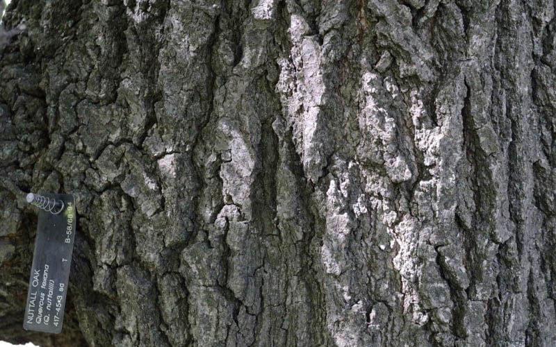  Nuttall Oak Tree (Quercus Nuttallii) - 1 Gallon Pot 