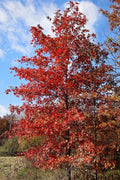  Nuttall Oak Tree (Quercus Nuttallii) - 3 Gallon Pot