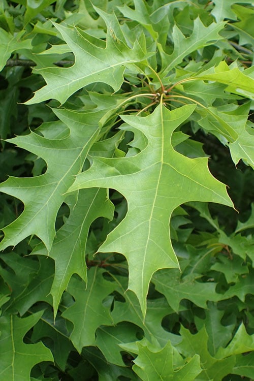  Nuttall Oak Tree (Quercus Nuttallii) - 3 Gallon Pot