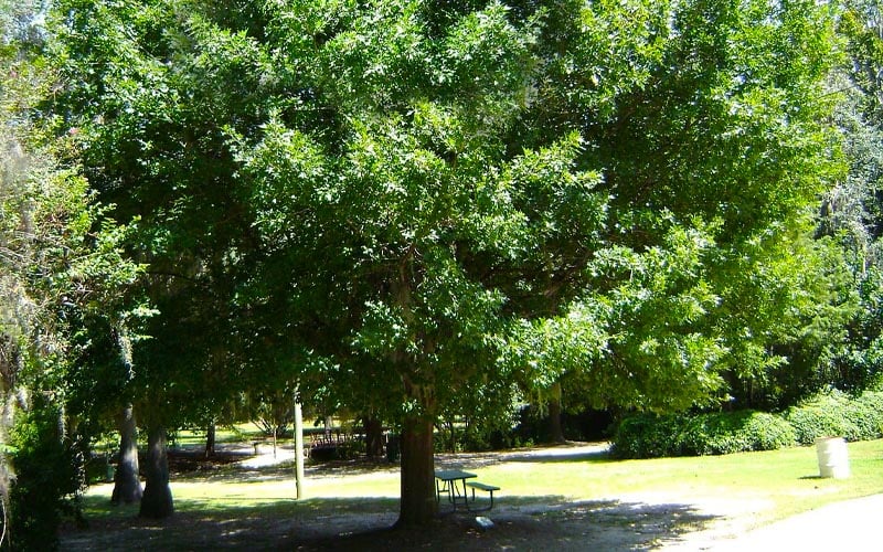  Nuttall Oak Tree (Quercus Nuttallii) - 3 Gallon Pot