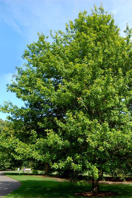  Nuttall Oak Tree (Quercus Nuttallii) - 3 Gallon Pot