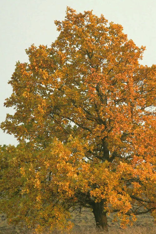  Cherrybark Oak Tree (Quercus Pagoda) - 3 Gallon Pot