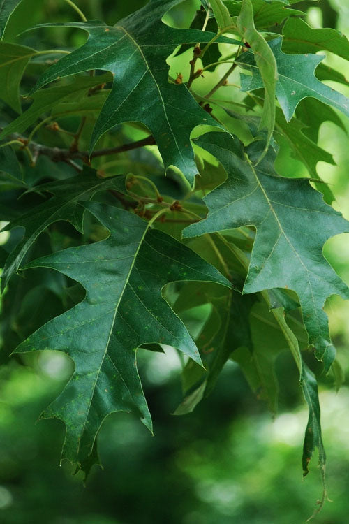  Cherrybark Oak Tree (Quercus Pagoda) - 3 Gallon Pot