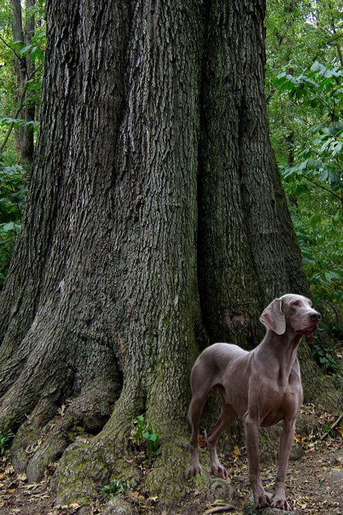  Cherrybark Oak Tree (Quercus Pagoda) - 3 Gallon Pot