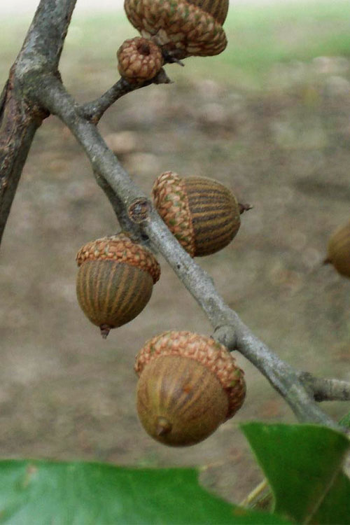  Cherrybark Oak Tree (Quercus Pagoda) - 3 Gallon Pot