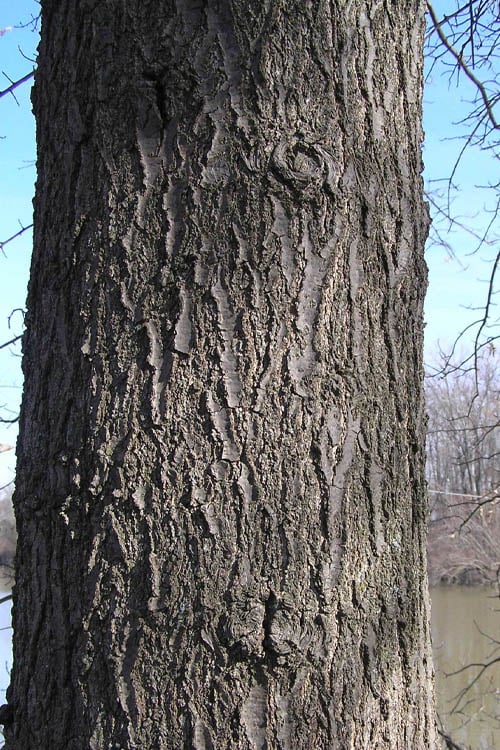 Pin Oak Tree (Quercus Palustris) - 1 Gallon Pot