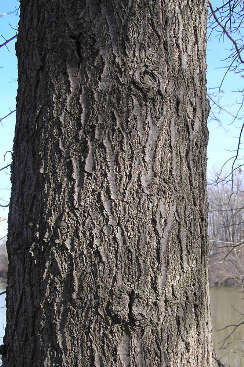  Pin Oak Tree (Quercus Palustris) - 3 Gallon Pot