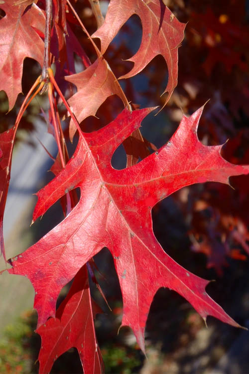  Pin Oak Tree (Quercus Palustris) - 1 Gallon Pot