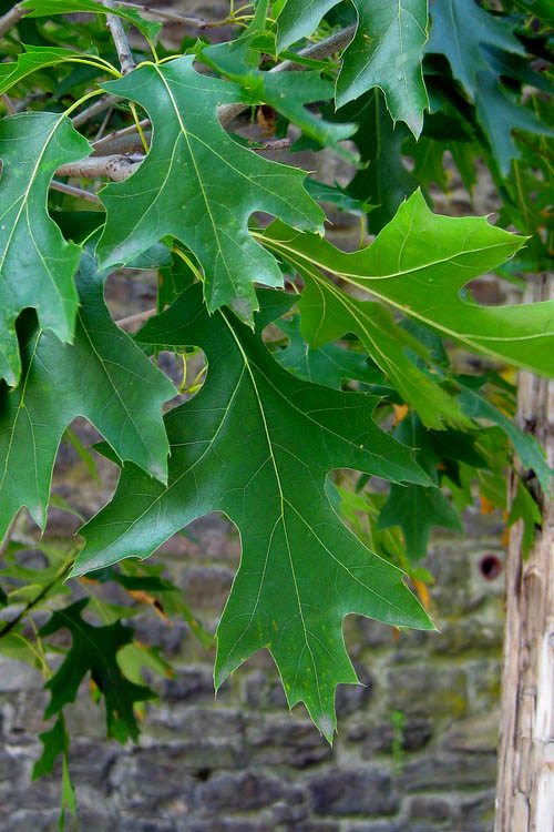  Pin Oak Tree (Quercus Palustris) - 3 Gallon Pot