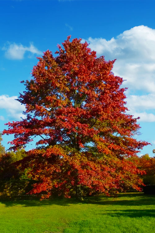  Pin Oak Tree (Quercus Palustris) - 1 Gallon Pot