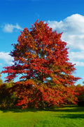  Pin Oak Tree (Quercus Palustris) - 3 Gallon Pot
