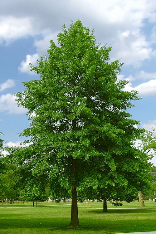  Pin Oak Tree (Quercus Palustris) - 1 Gallon Pot