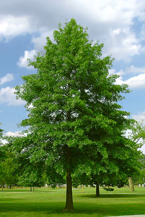  Pin Oak Tree (Quercus Palustris) - 3 Pack Of 1.5 Quart Pots