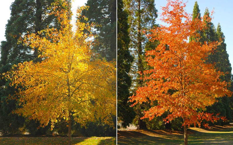  Willow Oak Tree (Quercus Phellos) - 3 Gallon Pot