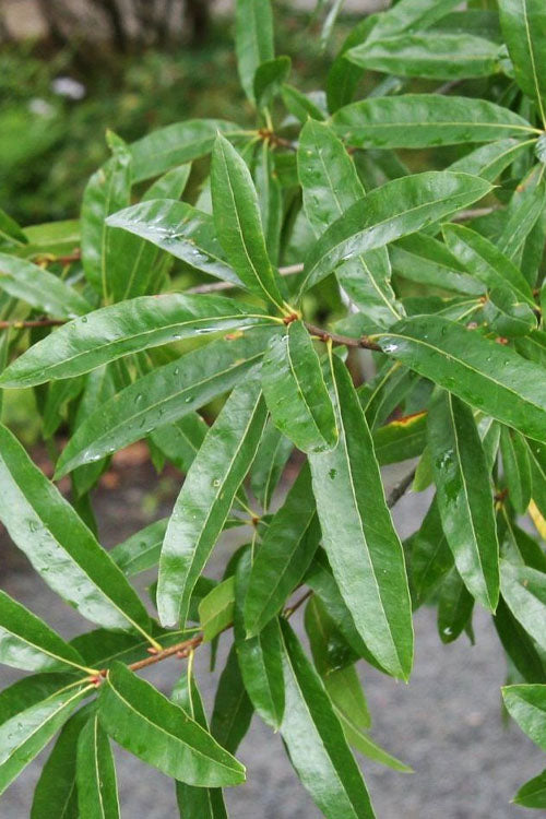  Willow Oak Tree (Quercus Phellos) - 1 Gallon Pot