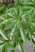  Willow Oak Tree (Quercus Phellos) - 3 Gallon Pot