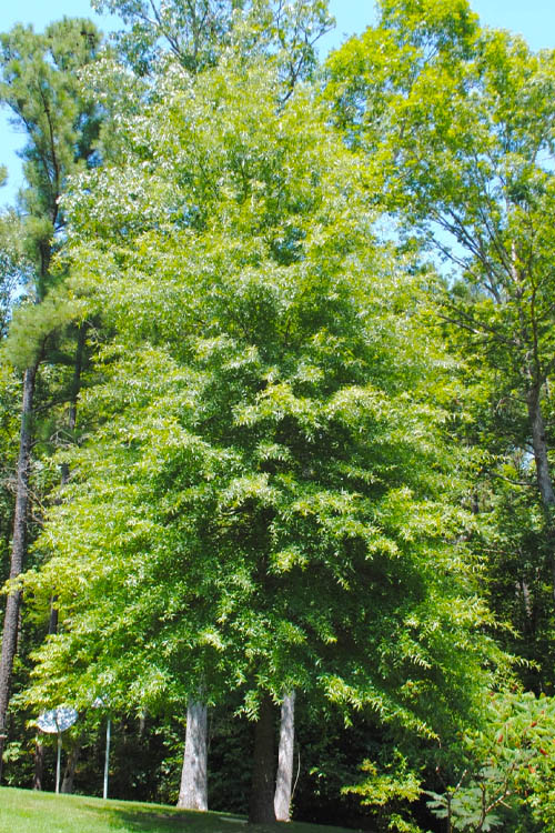  Willow Oak Tree (Quercus Phellos) - 1 Gallon Pot
