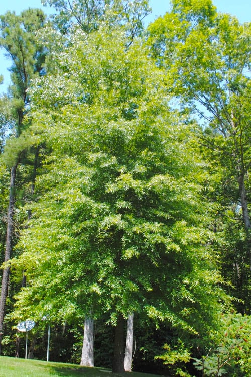  Willow Oak Tree (Quercus Phellos) - 3 Pack Of 1.5 Quart Pots