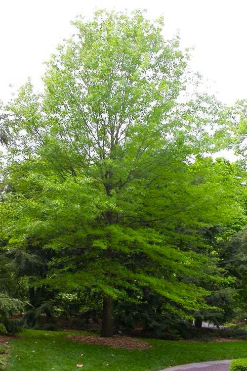  Willow Oak Tree (Quercus Phellos) - 3 Pack Of 1.5 Quart Pots