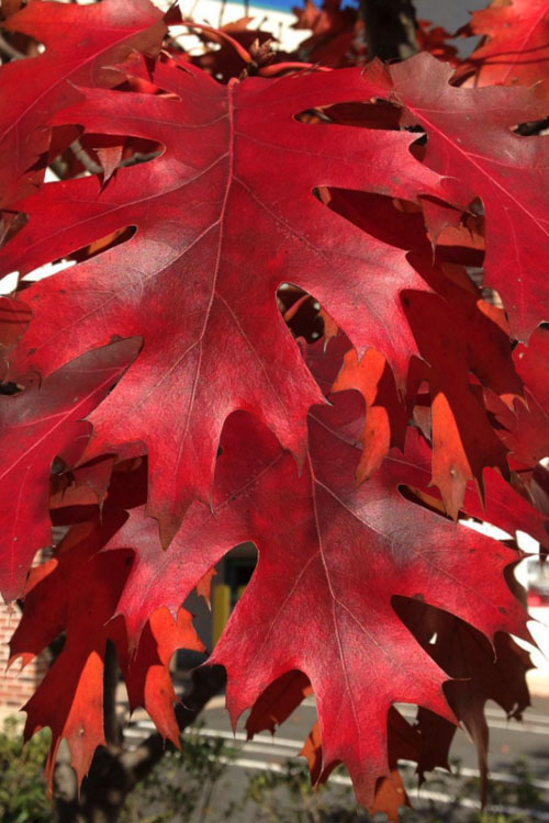  Northern Red Oak Tree (Quercus Rubra) - 3 Pack Of 1.5 Quart Pots