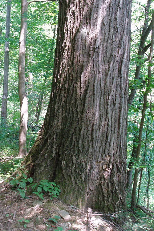  Northern Red Oak Tree (Quercus Rubra) - 3 Pack Of 1.5 Quart Pots