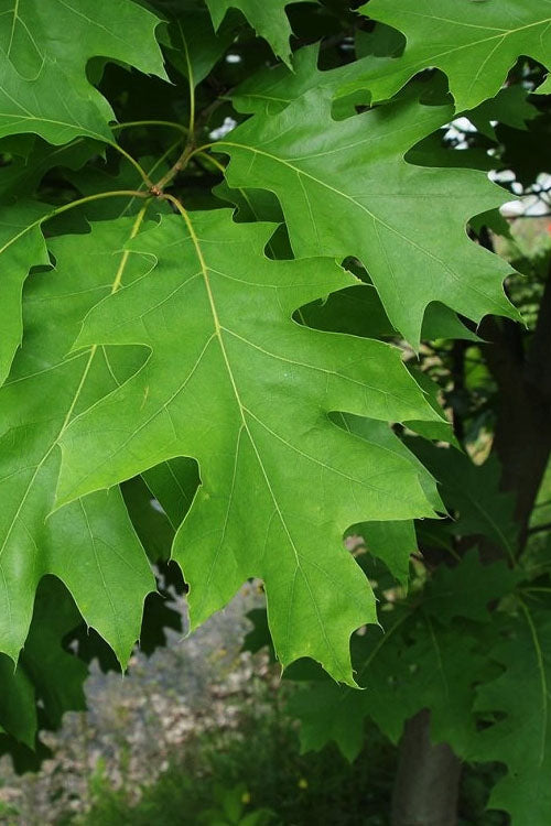  Northern Red Oak Tree (Quercus Rubra) - 1 Gallon Pot