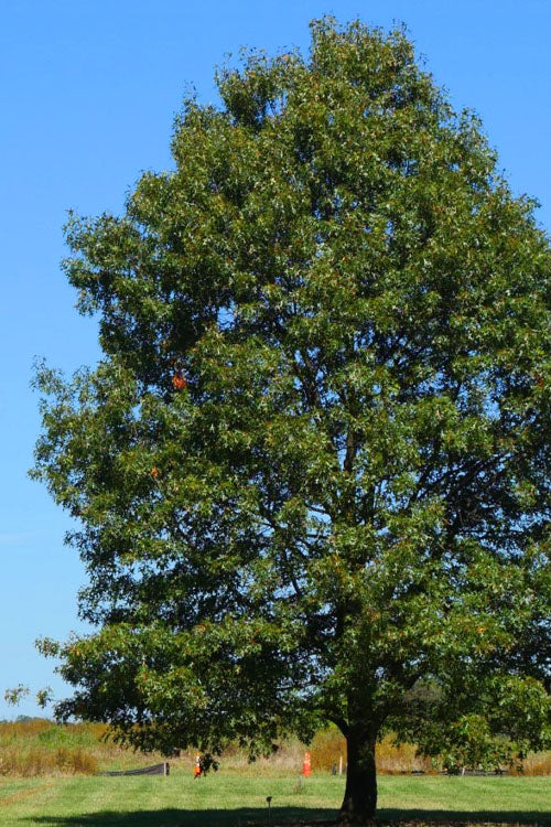  Northern Red Oak Tree (Quercus Rubra) - 1 Gallon Pot