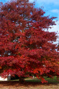  Northern Red Oak Tree (Quercus Rubra) - 3 Gallon Pot