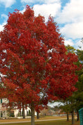  Shumard Red Oak Tree (Quercus Shumardii) - 3 Gallon Pot