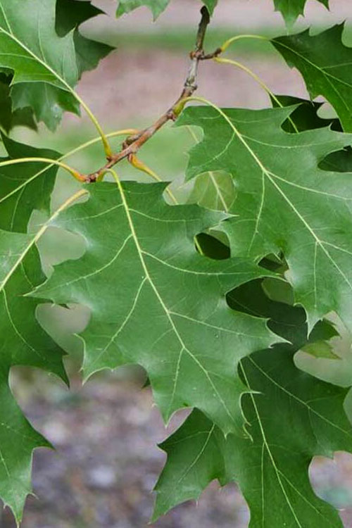  Shumard Red Oak Tree (Quercus Shumardii) - 5 Gallon Pot