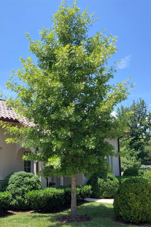  Shumard Red Oak Tree (Quercus Shumardii) - 3 Pack Of 1.5 Quart Pots