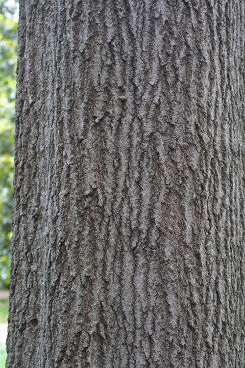  Shumard Red Oak Tree (Quercus Shumardii) - 5 Gallon Pot