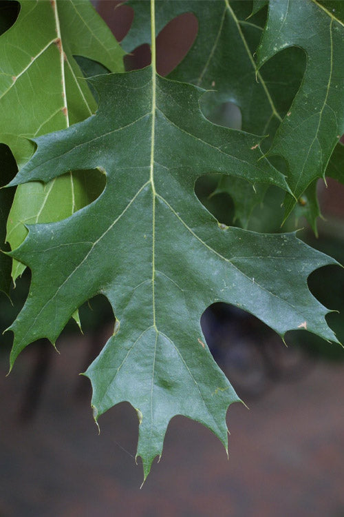  Shumard Red Oak Tree (Quercus Shumardii) - 5 Gallon Pot