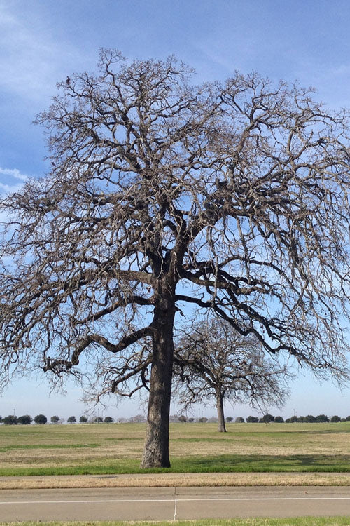  Post Oak Tree (Quercus Stellata) - 3 Gallon Pot