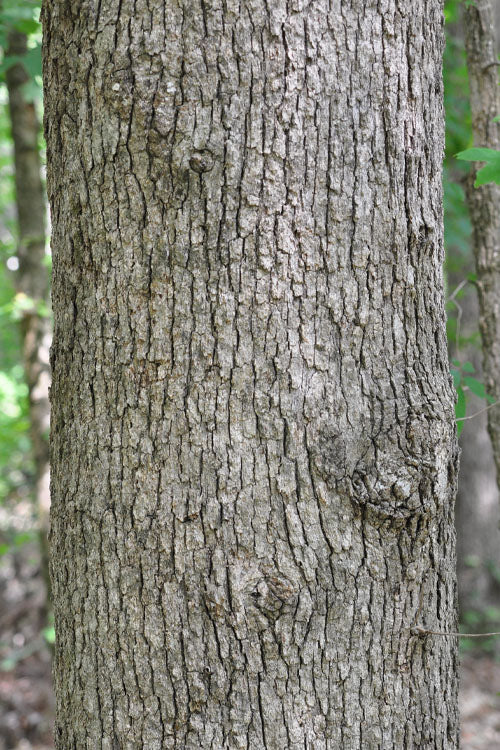  Post Oak Tree (Quercus Stellata) - 3 Gallon Pot