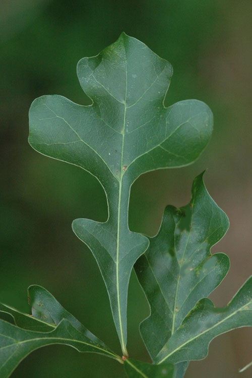  Post Oak Tree (Quercus Stellata) - 3 Gallon Pot