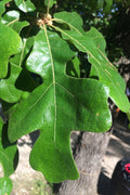  Post Oak Tree (Quercus Stellata) - 3 Gallon Pot