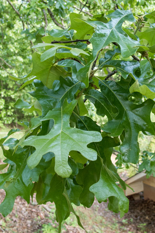  Post Oak Tree (Quercus Stellata) - 3 Gallon Pot