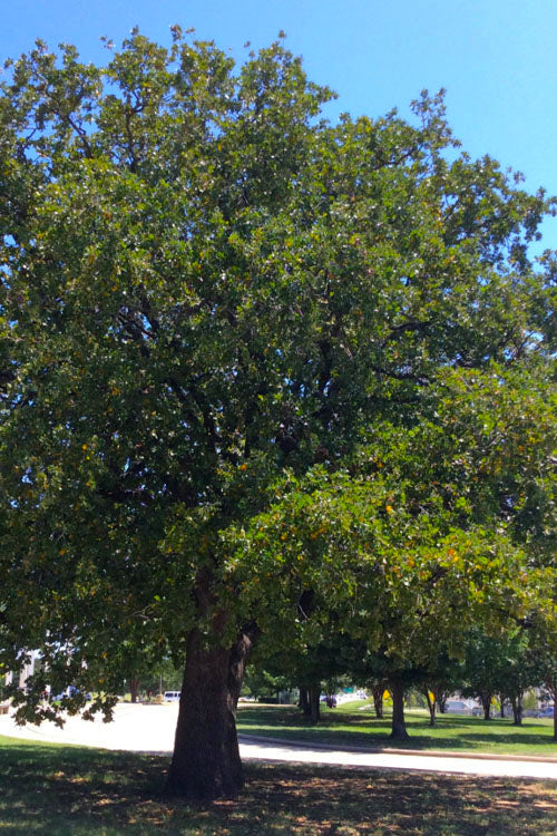  Post Oak Tree (Quercus Stellata) - 3 Gallon Pot