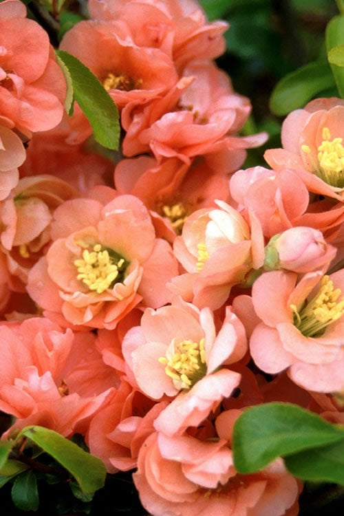  Cameo Flowering Quince - 6 Pack Of 1 Gallon Pots