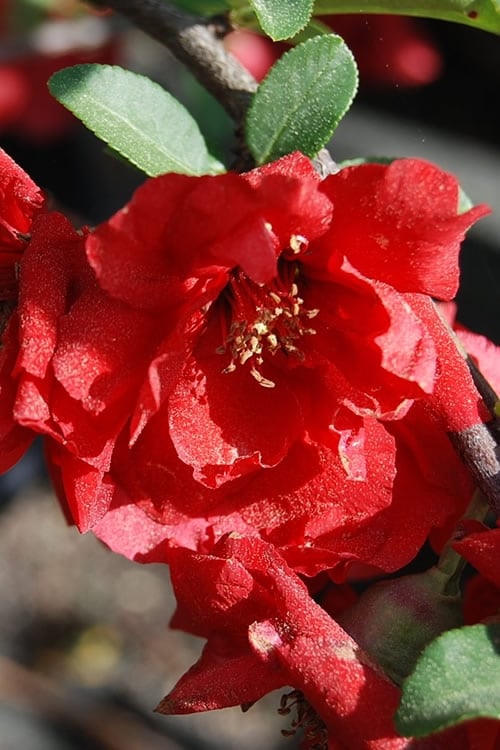  Iwai Nishiki Red Flowering Quince - 3 Gallon Pot