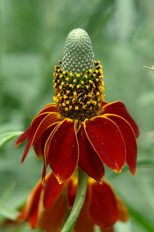  Red Midget Mexican Hat Coneflower (Ratibida) - 1 Gallon Pots
