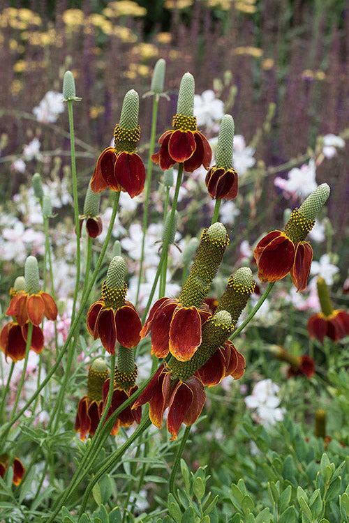  Red Midget Mexican Hat Coneflower (Ratibida) - 6 Pack Of 1 Gallon Pots