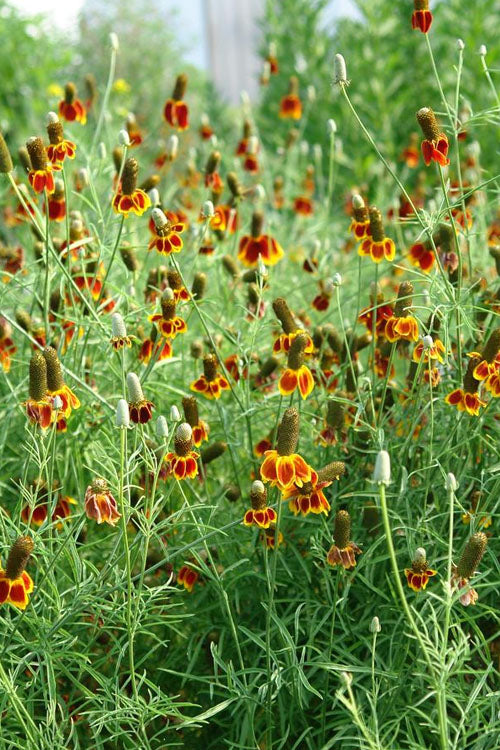  Red Midget Mexican Hat Coneflower (Ratibida) - 6 Pack Of 1 Gallon Pots