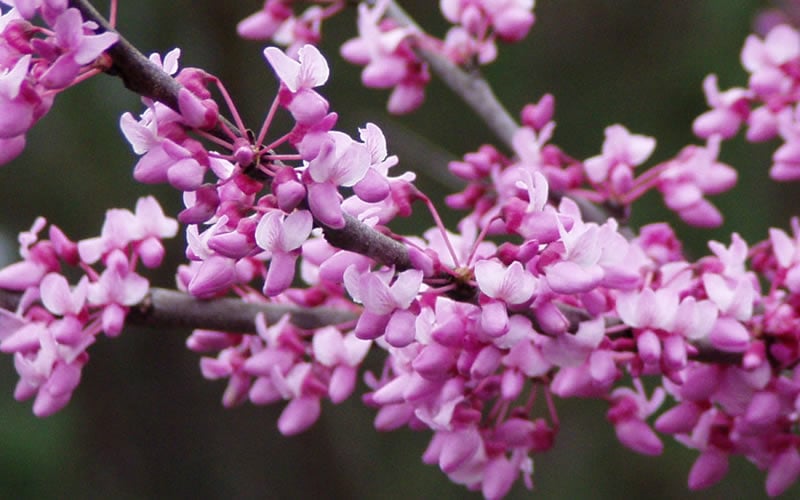  Eastern Redbud - 2 Gallon Pot