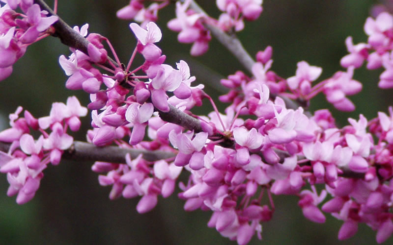  Eastern Redbud - 3 Gallon Pot (4-5')